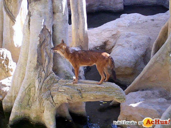 Dhole observando