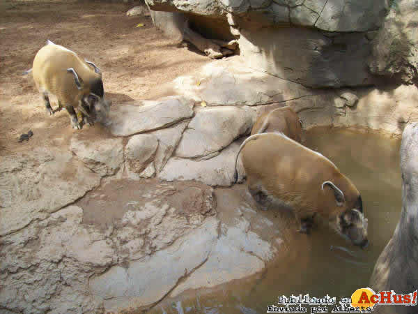 Zoo Fuengirola 08