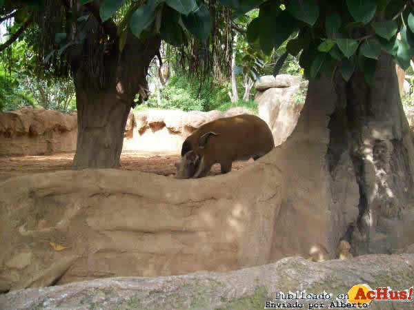 Zoo Fuengirola 42