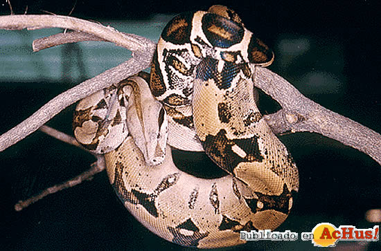 Boa Constrictor