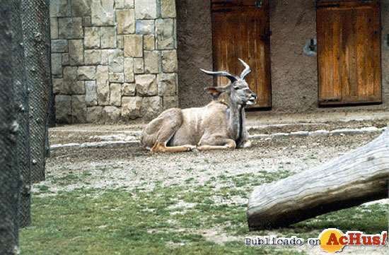 Gran Kudu