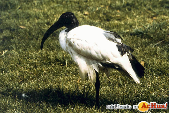 Ibis