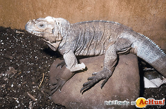 Iguana Rinoceronte