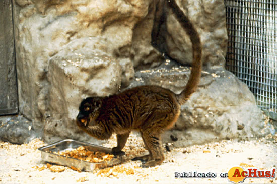 Lemur mayotte