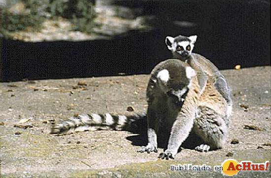 Lemur