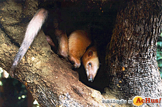 Tamandua