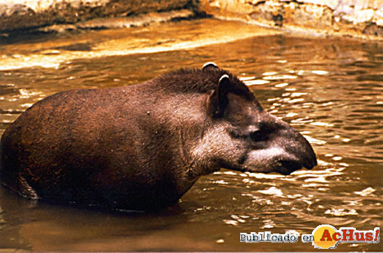 Tapir