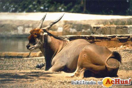 Zoo de Barcelona 06