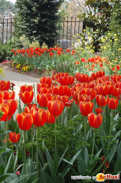 tulipanes rojos