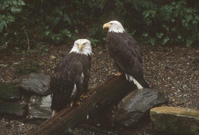 Haliaeetus leucocephalus