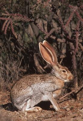 liebre antilope