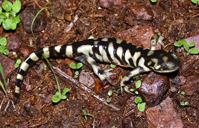 salamandra