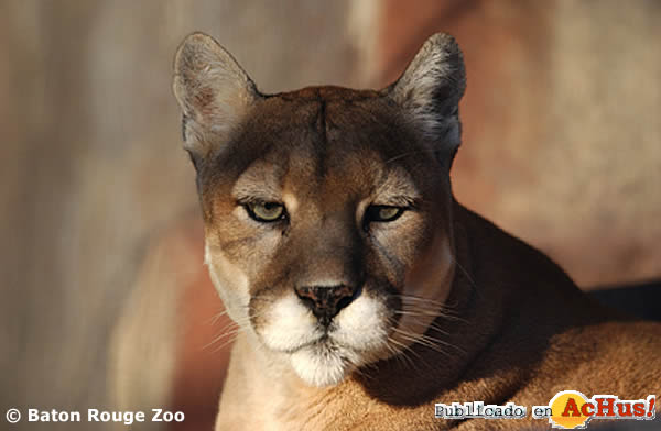 cougar