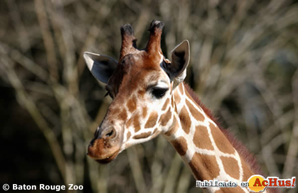 giraffe