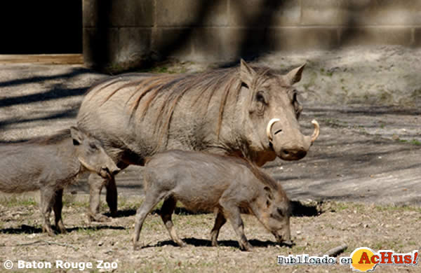 warthog