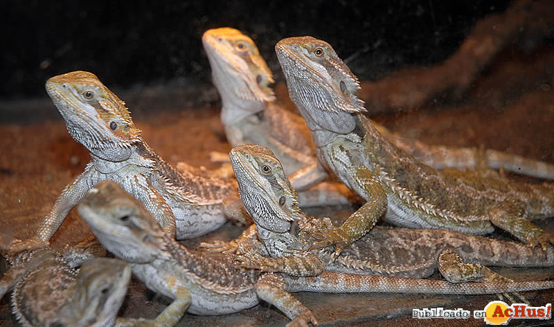 Bearded Dragons