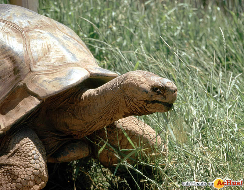 Giant Galapagos Tortoise