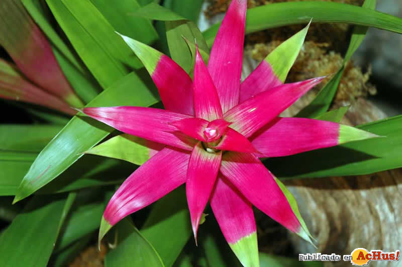 Pink Bromeliad