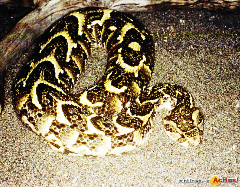 Puff Adder