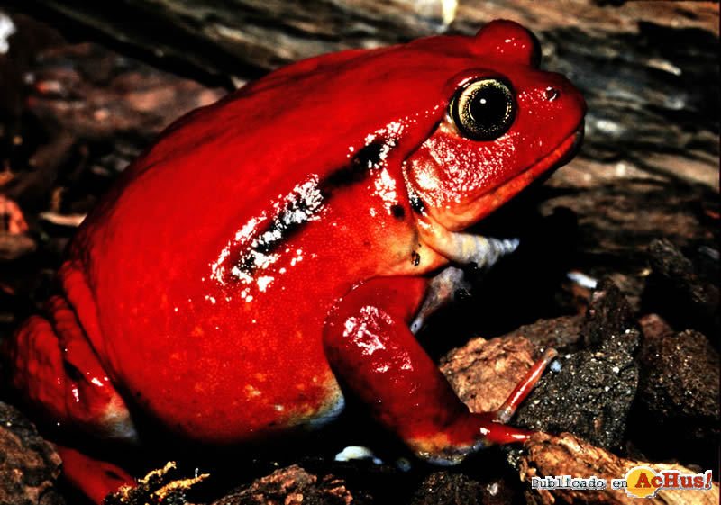 Tomato Frog