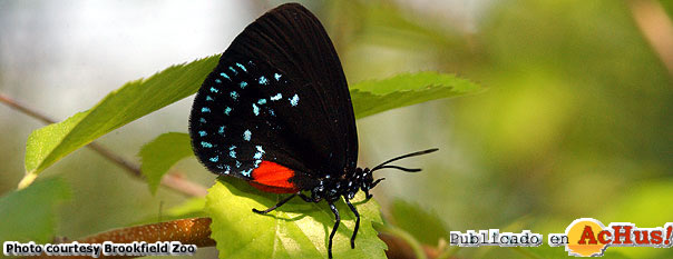 Atala Hairstreak