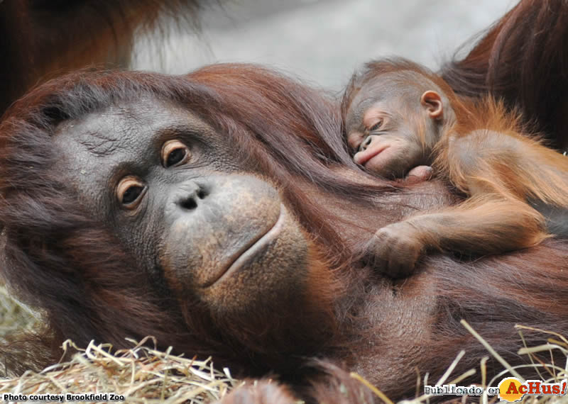 Borneo orangutan