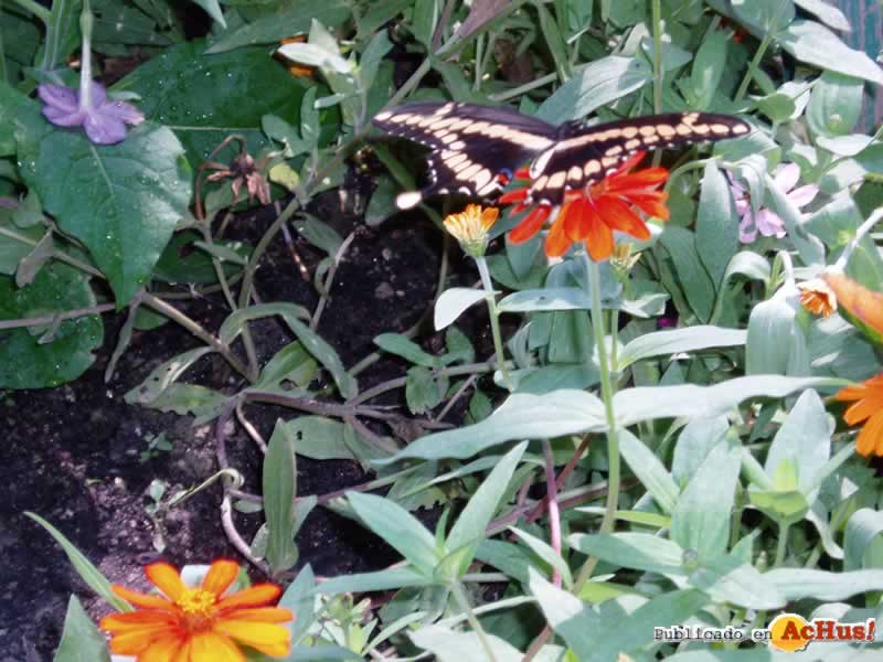 Brookfield Zoo 07