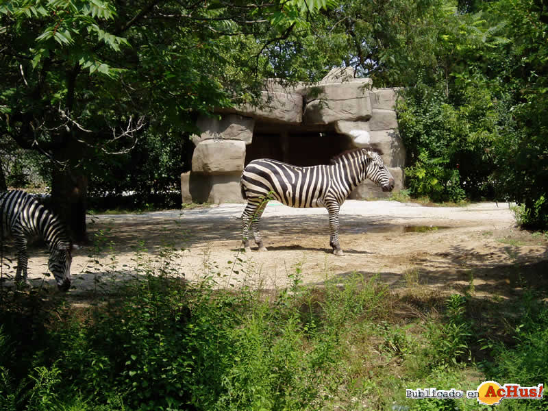 Brookfield Zoo 13