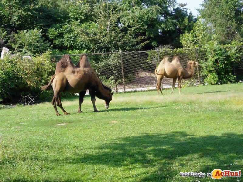 Brookfield Zoo 49