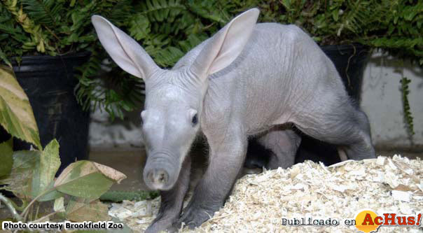 aardvark