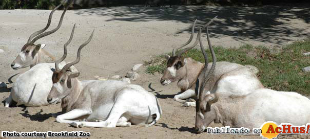 addax