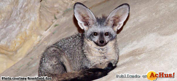 bat eared fox