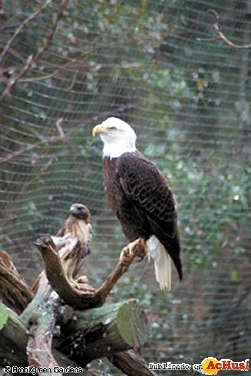 American Bald Eagle