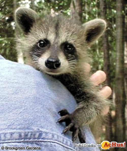 Baby Racoon