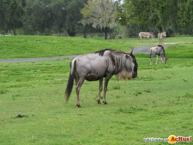 Serengeti 09