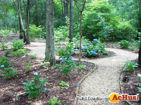 hydrangea garden