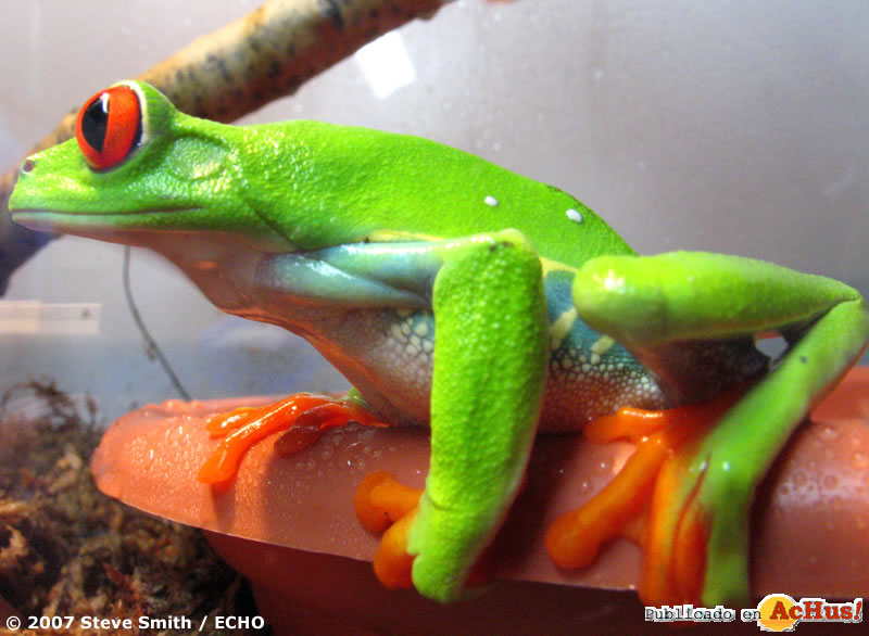 Red eyed Tree Frog