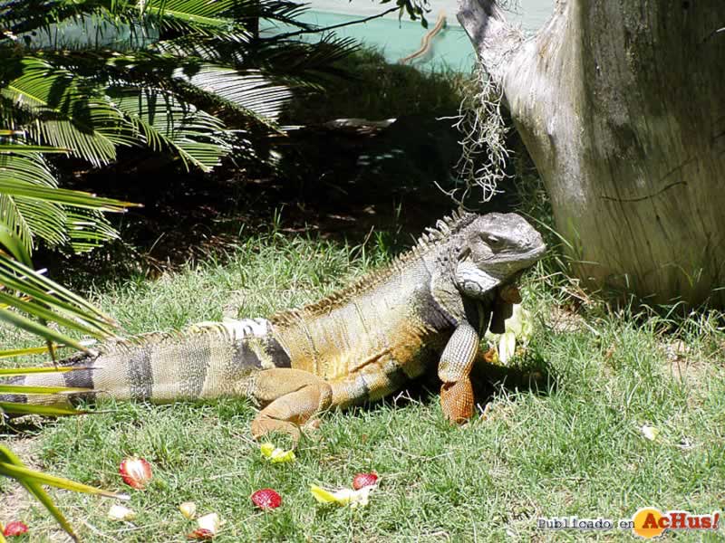 iguana