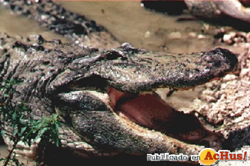 Alligator Farm 03