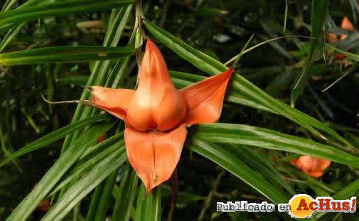 Freycinetia cumingiana