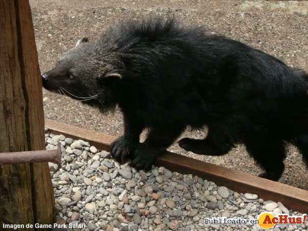 Binturong