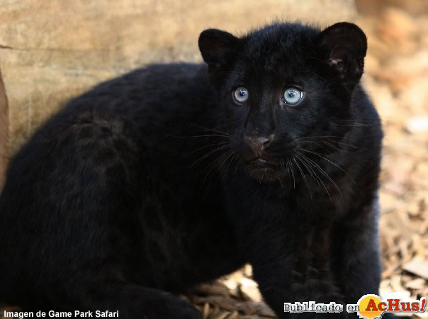 Black Leopard