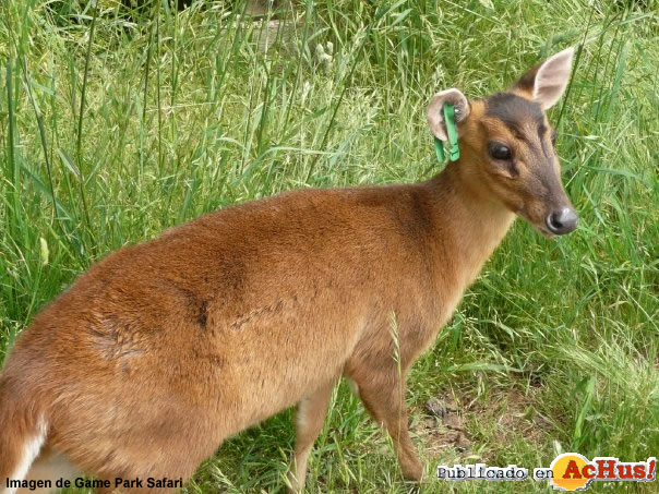 Muntjac