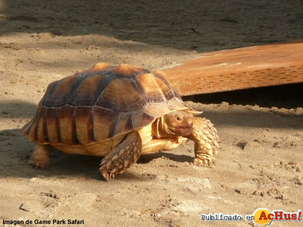 Sulcata Tortoise