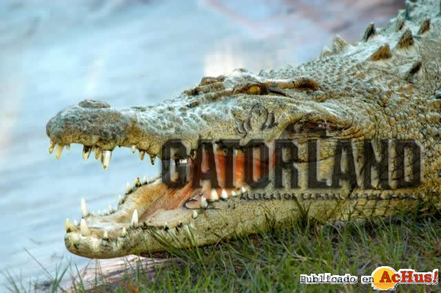 Gatorland 04