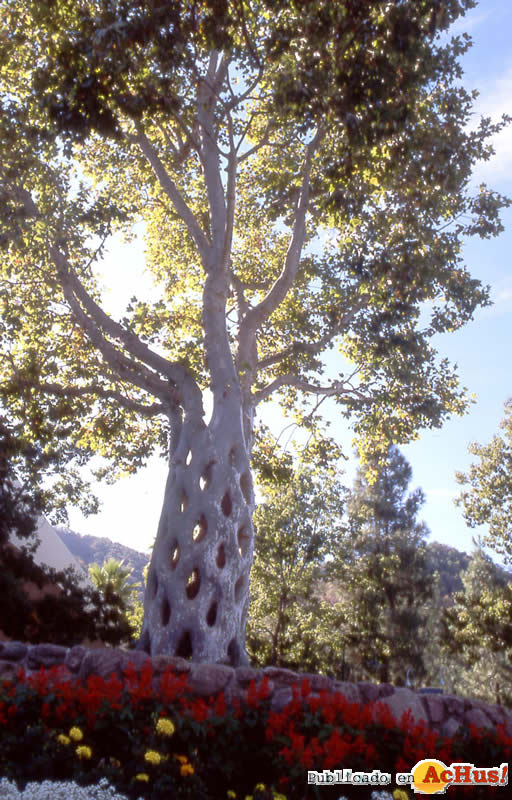 Basket Tree