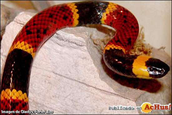 Coral Snake