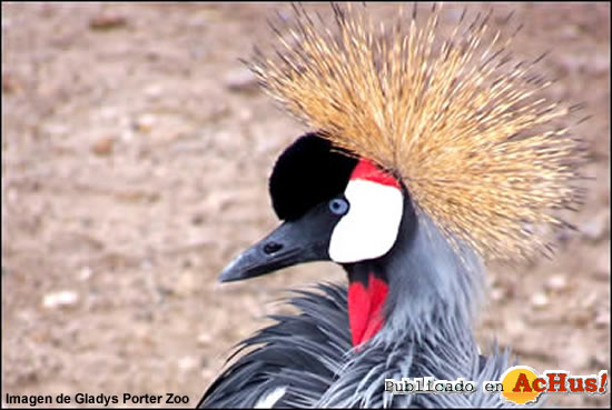 Crowned Crane