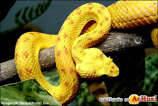 Eyelash Viper