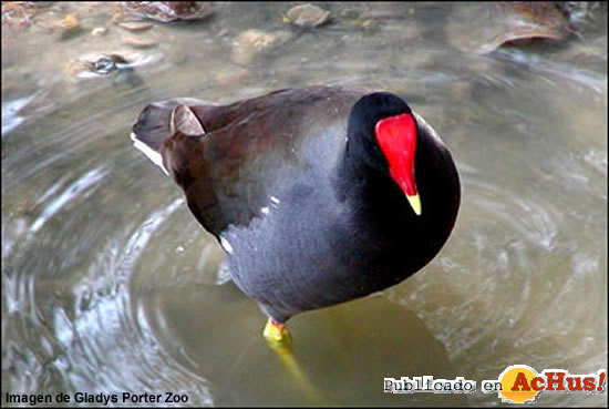 Gallinule